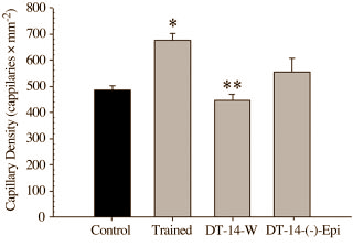 Endurance athletes who are unable to train for a few weeks can help maintain the condition they've built up by taking supplements containing (-)-epicatechin, a flavonoid that occurs naturally in cacao. Molecular scientists at Wayne State University discovered this when they did trials on mice.