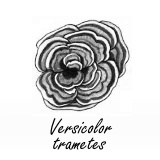 Turkey tail extract keeps skin young