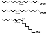 CLA as unhealthy as synthetic trans fatty acids