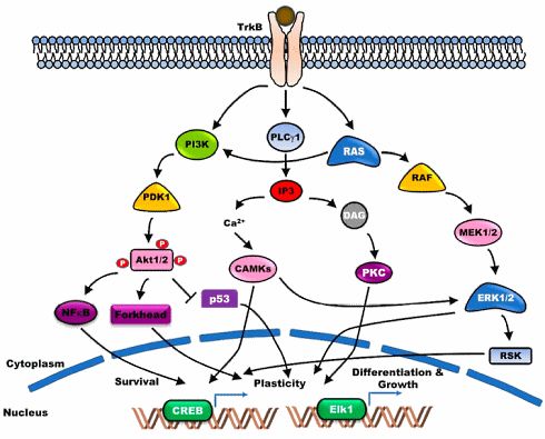How dietary flavonoids and carotenoids protect against depression