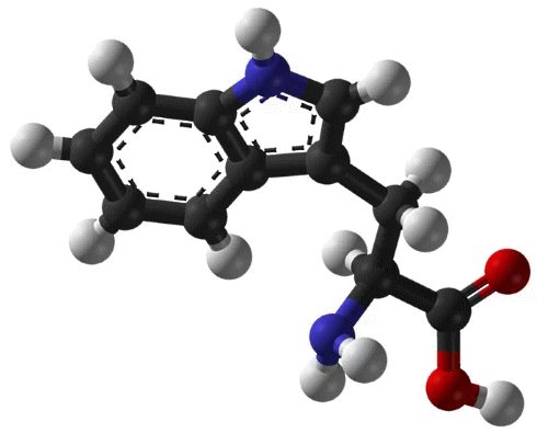 Tryptophan supplementation improves body composition