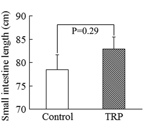 Tryptophan supplementation improves body composition