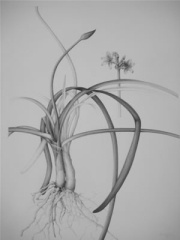 Wild Garlic extract boosts testosterone production in vitro