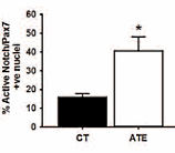 The unusual anabolic effect of Ajuga turkestanica