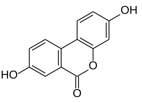 Bodybuilders' muscles also become stronger with urolithin-A