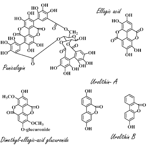 12 percent more strength, 15 percent more endurance due to urolithin A | Human data