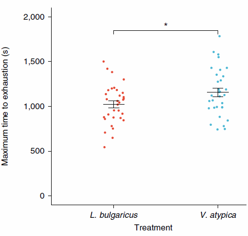 Veillonella, a probiotic that boosts the metabolism of athletes