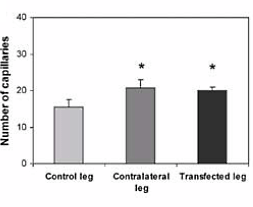 EPO-gene injection results in increased muscle and definition