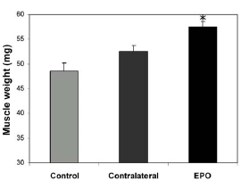 EPO-gene injection results in increased muscle and definition