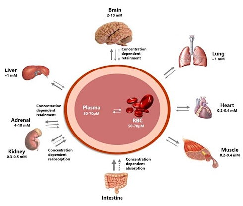 Do vitamin C and arginine enhance each other's antiviral effect?
