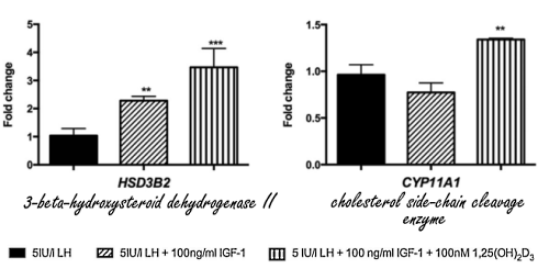 How vitamin D increases testosterone levels