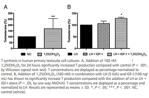How vitamin D increases testosterone levels