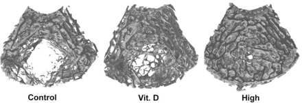 Less fat and stronger bones with mix of vitamin D, quercetin, resveratrol and genistein