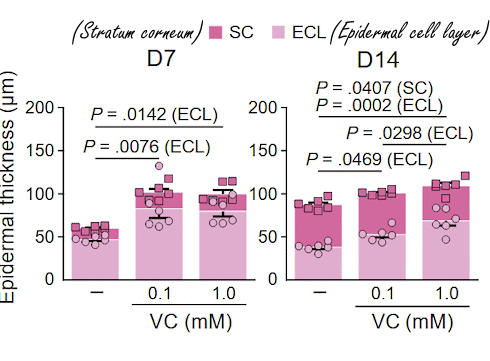 How high doses of vitamin C genetically rejuvenate your skin