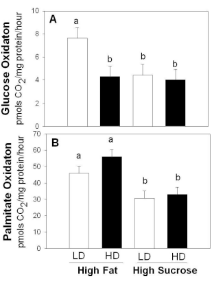 Extra vitamin D: more muscle, less fat
