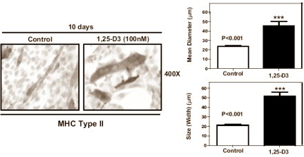 In-vitro study: vitamin D helps muscle cells grow
