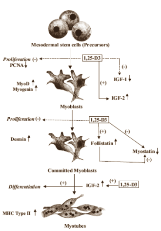 In-vitro study: vitamin D helps muscle cells grow
