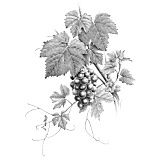 Purple grape juice, a natural alternative to pre-workout formulas