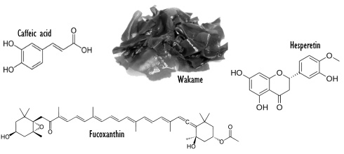 Wakame, the fitness algae