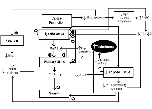 Slimming diet masculinizes fat men | Meta-study
