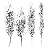 It's possible: building muscles with wheat protein