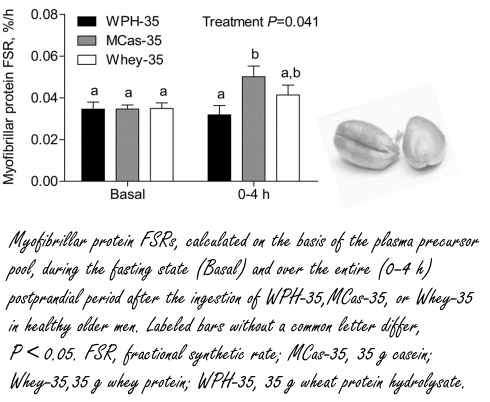 It's possible: building muscles with wheat protein