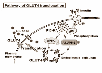 aktivacija GLUT4 bez inzulina WPH