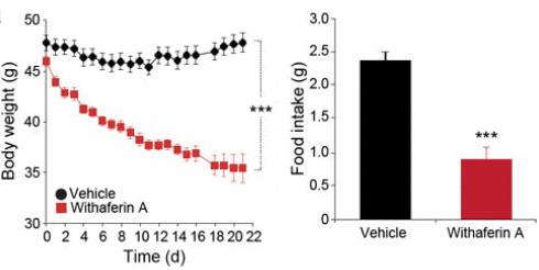 Withaferin-A counteracts obesity by increasing leptin sensitivity