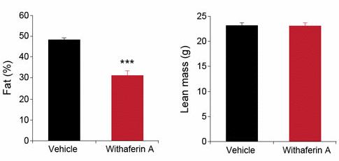 Withaferin-A counteracts obesity by increasing leptin sensitivity
