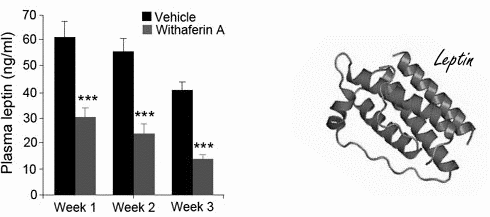 Withaferin-A counteracts obesity by increasing leptin sensitivity