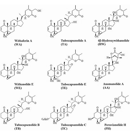 Human study: Ashwagandha boosts testosterone level