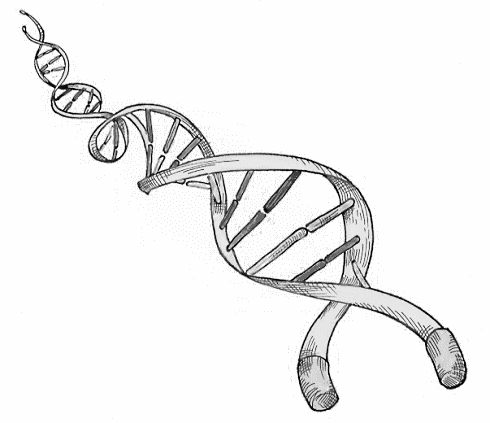 High-intensity sports slow down the rate at which you age