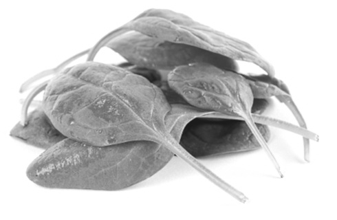 Thanks to ecdysterone supplementation, strength athletes gain 2 kilos of muscle mass in 10 weeks