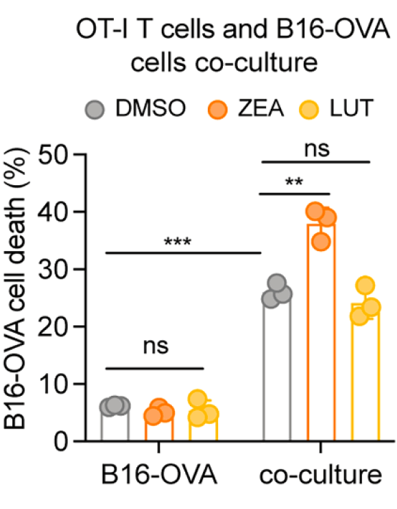 Immune cells clear more tumors and viruses with megadose zeaxanthin