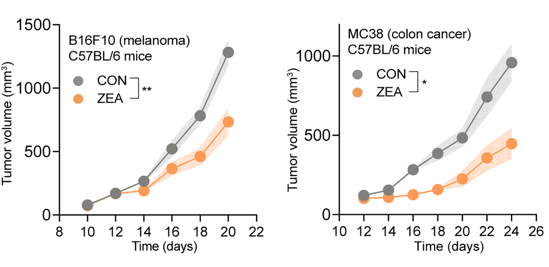 Immune cells clear more tumors and viruses with megadose zeaxanthin