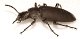 Zophobas morio